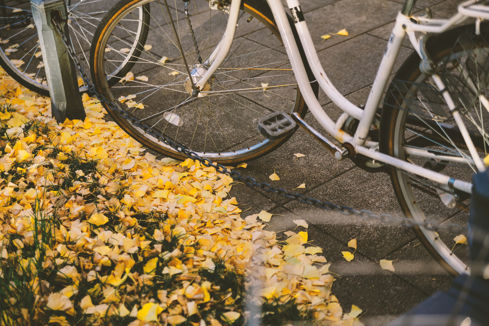 自転車保険